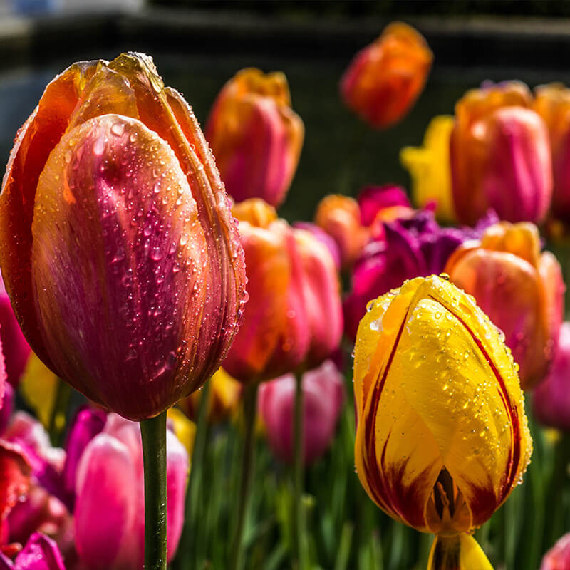 Frühlingslaune – Tulpen