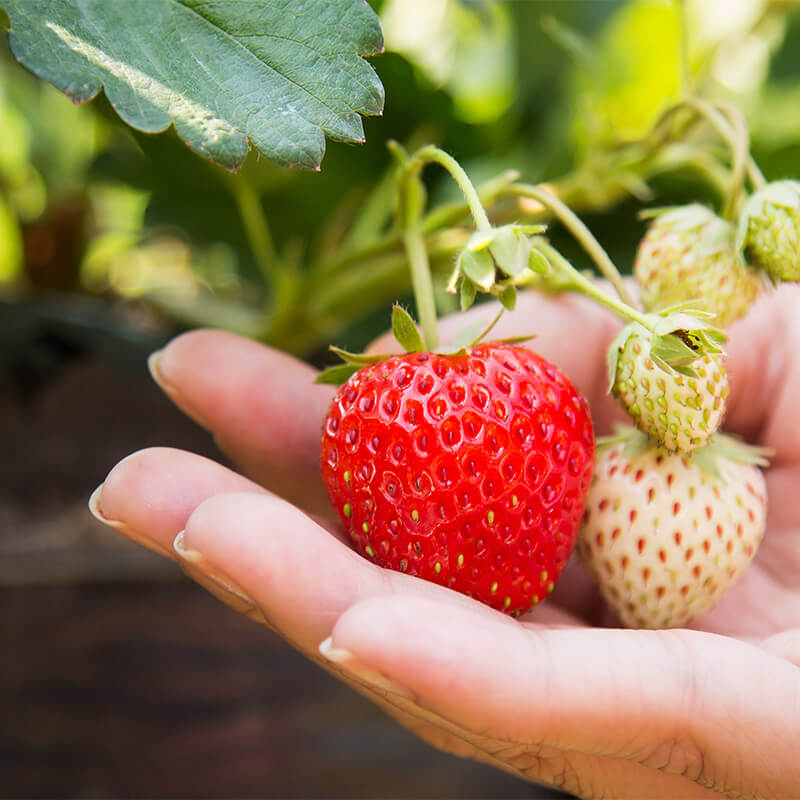 Gartentipps im Juni