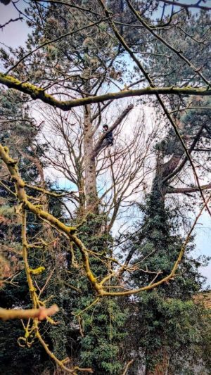 Baumpflege-Düsseldorf-2 Baumpflege in Düsseldorf